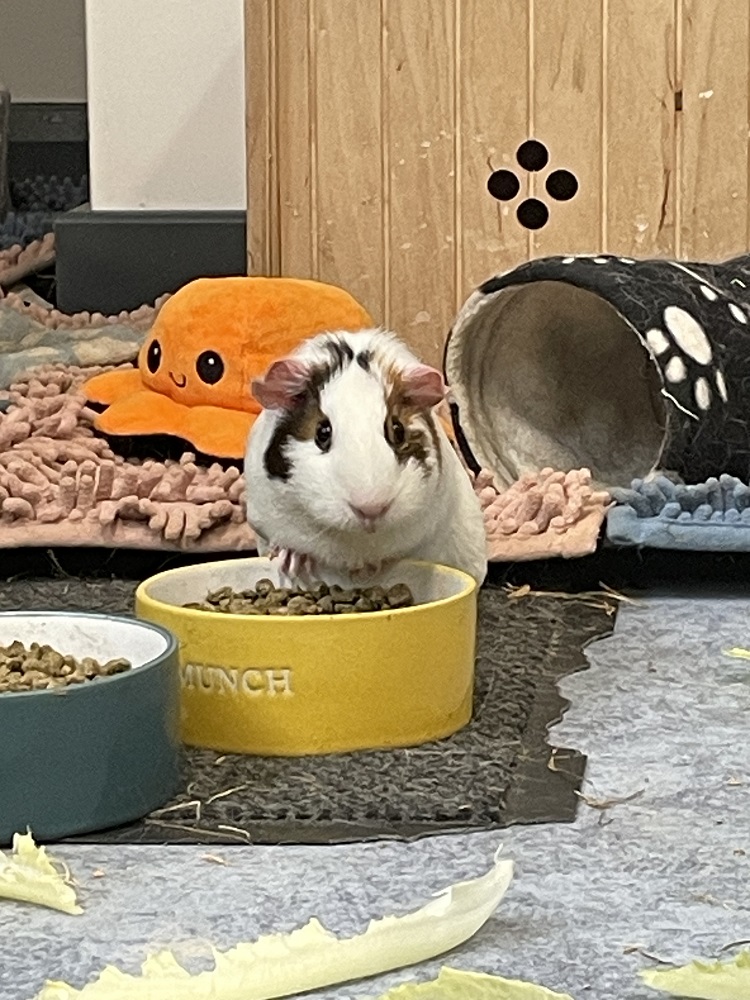 A guinea pig munching his food